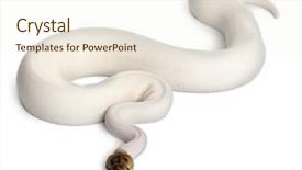  Presentation with python - Theme with female pied spider royal python background and a cream colored foreground