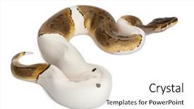  Presentation with python - Presentation having female pinstripe pied royal python background and a white colored foreground