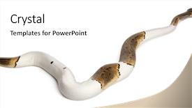  Presentation with python - Cool new presentation design with female pinstripe pied royal python backdrop and a white colored foreground