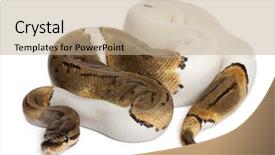  Presentation with python - PPT theme featuring female pinstripe pied royal python background and a coral colored foreground