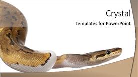  Presentation with royal - PPT theme enhanced with female pinstripe pied royal background and a white colored foreground