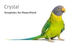  Presentation with 3d isolated t rex head - PPT theme with female-plum-headed-parakeet-psittacula background and a white colored foreground