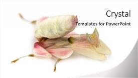  Presentation with orchid - Colorful PPT theme enhanced with female praying mantis orchid mantis backdrop and a white colored foreground