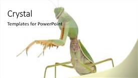  Presentation with win win - Slides consisting of female praying mantis rhombodera basalis background and a white colored foreground