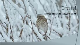  Presentation with hibiscus - Slide deck enhanced with female-purple-finch-with-heavily background and a light blue colored foreground