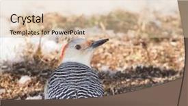  Presentation with soybean seed soy field seeding - PPT layouts with female red-bellied woodpecker eating background and a lemonade colored foreground