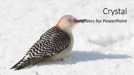  Presentation with snow - Slide deck with female red-bellied woodpecker sitting background and a white colored foreground