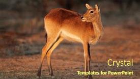  Presentation with africa - Cool new presentation theme with female red lechwe antelope kobus leche southern africa backdrop and a tawny brown colored foreground