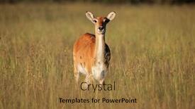  Presentation with tall - Presentation theme with female red lechwe antelope kobus leche in tall grass southern africa background and a coral colored foreground