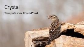  Presentation with female - Audience pleasing PPT theme consisting of female red-winged blackbird agelaius phoeniceus perched on a log backdrop and a light gray colored foreground