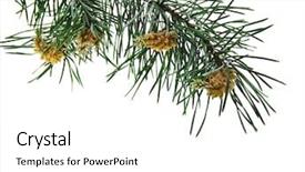  Presentation with pink and white roses country - Amazing theme having female reproductive organs - pine branch isolated on white backdrop and a white colored foreground