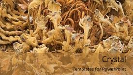  Presentation with sago - PPT theme consisting of female reproductive structure of cycas background and a gold colored foreground