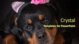  Presentation with band - PPT theme having female rottweiler wearing a funny head band on black background background and a wine colored foreground