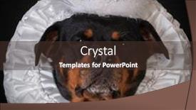  Presentation with black female - Presentation featuring female rottweiler wearing a tiara on black background background and a tawny brown colored foreground