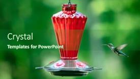  Presentation with female - Audience pleasing presentation design consisting of female-ruby-throated-hummingbird-drinking backdrop and a forest green colored foreground