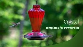  Presentation with female - Presentation theme enhanced with female-ruby-throated-hummingbird-drinking background and a forest green colored foreground