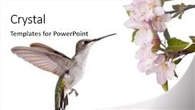  Presentation with ready - Presentation theme featuring female ruby-throated hummingbird ready background and a white colored foreground