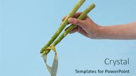  Presentation with noodle - Amazing slide set having female-s-hand-with-asparagus backdrop and a light blue colored foreground