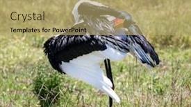  Presentation with kenya - Beautiful PPT theme featuring female-saddle-billed-stork-ephippiorhynchus backdrop and a coral colored foreground