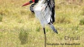  Presentation with kenya - Slide set with female-saddle-billed-stork-ephippiorhynchus background and a yellow colored foreground