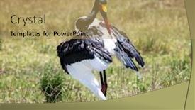  Presentation with female - Slide set having female-saddle-billed-stork-ephippiorhynchus background and a coral colored foreground