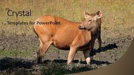  Presentation with sambar - Slide deck featuring female sambar deer rusa unicolor background and a coral colored foreground