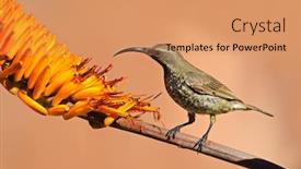  Presentation with south africa - PPT theme featuring female-scarlet-chested-sunbird-chalcomitra background and a coral colored foreground