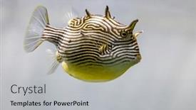  Presentation with australia - Presentation theme consisting of female-shaw-s-cowfish-aracana background and a light gray colored foreground
