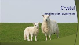  Presentation with sheep - Cool new slide set with female sheep and lamb standing backdrop and a lemonade colored foreground