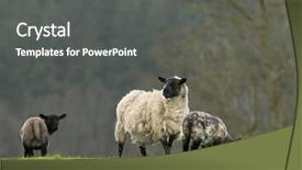  Presentation with sheep - Presentation design featuring female sheep with her two background and a dark gray colored foreground