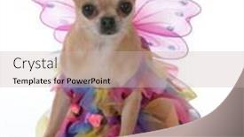  Presentation with fairy - Slide set consisting of female short haired chiuhuahua wearing a fairy dress on white background background and a soft green colored foreground