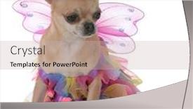  Presentation with fairy - PPT theme with female short haired chiuhuahua wearing a fairy dress on white background background and a soft green colored foreground