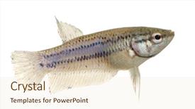  Presentation with fish - Presentation theme enhanced with frailty - female siamese fighting fish background and a lemonade colored foreground