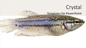  Presentation with fish - Presentation theme having frailty - female siamese fighting fish background and a coral colored foreground