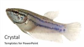  Presentation with aquaculture fish farming - Audience pleasing PPT theme consisting of frailty - female siamese fighting fish backdrop and a white colored foreground