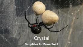  Presentation with black female - PPT theme featuring female-southern-black-widow-spider background and a gray colored foreground