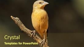  Presentation with south africa - PPT theme consisting of female-southern-masked-weaver-ploceus background and a  colored foreground