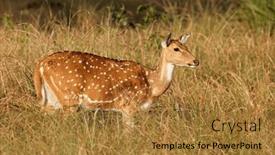  Presentation with deer - PPT layouts consisting of female-spotted-deer-or-chital background and a  colored foreground