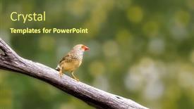  Presentation with red star - Presentation having female-star-finch-of-red background and a tawny brown colored foreground