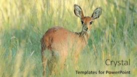  Presentation with south africa - Presentation theme with female-steenbok-antelope-raphicerus-campestris background and a mint green colored foreground