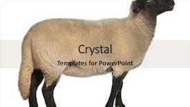  Presentation with sheep flock lambs standing - Cool new PPT layouts with  backdrop and a  colored foreground.