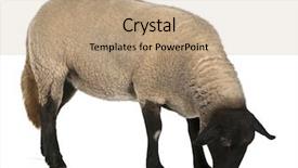  Presentation with sheep flock lambs standing - Slide deck enhanced with  background and a  colored foreground.