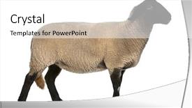  Presentation with sheep - Colorful slide set enhanced with female suffolk sheep ovis aries backdrop and a white colored foreground