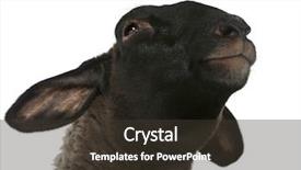  Presentation with black female - Slides having female suffolk sheep ovis aries background and a tawny brown colored foreground