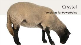  Presentation with black female - PPT layouts featuring female suffolk sheep ovis aries background and a coral colored foreground