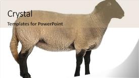  Presentation with sheep - Cool new slides with  backdrop and a  colored foreground.