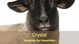  Presentation with sheep - Beautiful theme featuring female suffolk sheep ovis aries backdrop and a tawny brown colored foreground