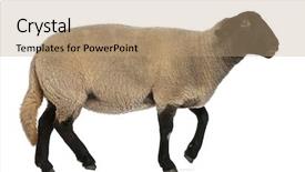  Presentation with sheep flock lambs standing - Colorful slide deck enhanced with clean black chalk board s backdrop and a dark gray colored foreground