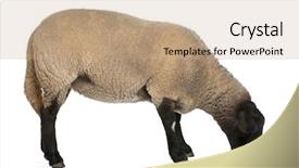  Presentation with sheep flock lambs standing - Slide deck with female suffolk sheep ovis aries background and a coral colored foreground