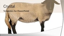  Presentation with black female - PPT theme featuring female suffolk sheep ovis aries background and a coral colored foreground
